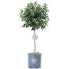 Vannucci Piante - Viburnum Eve Price, Mini alberetto, Lentaggine Eve Price, Viburno, Pianta vera in vaso, Pianta da terrazzo