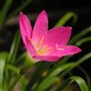 Generic - Zephyranthes Rosea Seeds
