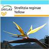 SAFLAX - Confezione regalo - Strelitzia gialla - 4 semi - Strelitzia reginae Yellow