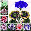 Generic Germinazione dei Semi: 50PCS Geranio Semi Pelargonium in Vaso Balcone Piantare Seasons Pelargonium