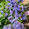 Generic 6 X Nepeta 'Six Hills Giant' - 10-25 cm - Ø 9 cm