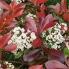 Vivaio di Castelletto Photinia Photinia x fraseri Red Robin pianta da siepe in vaso ø24 cm h. 100/125 cm Vivaio di Castelletto