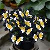 NYUYDRX Funkie 'Moonlight Butterfly', disponibile sfuso o radicato, perenne resistente all'inverno, decorazione da giardino 4 Hostas-B