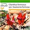 SAFLAX - Becco di pappagallo - 20 semi - Con substrato - Clianthus formosus syn. Swaisonia formosa