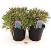 POWERS TO FLOWERS - LAVANDA ANGUSTIFOLIA 2 PIANTE, vaso 14cm, piante vere