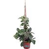 eGarden.store Pianta di Stephanotis Floribunda Pianta di Gelsomino del Madagascar pianta da esterno pianta rampicante pianta ornamentale di Gelsomino del Madagascar pianta vera venduta da eGarden.store