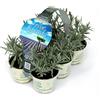 Amori e aromi Lavanda (6 piante in vaso da 9 cm) lavandula angustifolia - Profumate e Resistenti