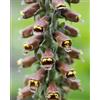 Generic Raro 40 Graines de Digitalis, Parviflora E112 Petites graines de digitale floreale