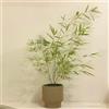 Generic semi di bambù - pianta di bambù piante da balcone giardino piante decorative semi pianta in vaso albero da interno albero bonsai resistenti per il giardino verdi perenni resistenti e 40pcs