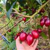 Generic semi di tamarillo, varietà antiche, balcone giardino rare biologici 100pcs