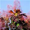 le Georgiche Vivai le Georgiche - Pianta vera di Cotinus coggygria Royal Purple - vaso Ø 18 cm