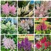 Generic Semi resistenti di Astilbe, rare, varietà antiche Magnifici, balcone decorazione del giardino per esterno resistenti per il giardino 500pcs