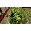Generic GERMINAZIONE DEI SEMI: pinte che faranno funzionare un vaso di edera svedese (Australis Plectranthus)