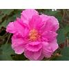 Generic 20 Semi - mutabilis dell'ibisco - Confederati Pink