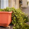 Generic semi di edera appartamento - giardino rampicanti resistenti campo perenni 120pcs