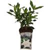 Vivaio di Castelletto Gardenia jasminoides 3 piante in vaso 7x7 cm fiori profumatissimi