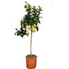 SAVINI VIVAI L'ARTE DI FARE NATURA SAVINI VIVAI Pianta di Limone Albero Agrumi Carrubaro Limone ad Alberello in Vaso da 24 cm altezza 90-110 cm 3-4 Anni di innesto Made Italy