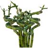VANDAS Lucky Bamboo - Dracaena Sanderiana | Bamboo della Fortuna | Pianta Ornamentale Coltivabile in Acqua | Vari Steli e Altezze (10, 80 Cm)