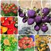 Generic Semi di Calceolaria herbeohybrida - semi di selvatici da giardino roccioso resistenti da balcone 500pcs
