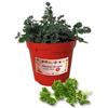 P. Piantine da Orto | Prezzemolo Riccio, Pianta in Vaso Diametro 14 cm, Pianta Pronta per il Trapianto, Pianta Vera da Esterno, Piantina Aromatica per Balcone o Terrazzo, Vivaio Italiano