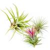 PLANDAIRE - PACK Piante d'aria - Tillandsia Ionantha Rosada, Tillandsia Ionantha Verde, T. Capitata Peach - Piante da fiore naturali - Esterni ed interni (3)