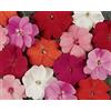 Generic 25 Seeds of New Guinea Impatiens Divine Mix : Seeds Only