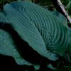 Generic Blue Seer Hosta Seeds- Hardy! Comb. S/H! See My Store for More HOSTA!: Package Contain Seeds