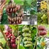 Generic banana resistente - semi di perenni resistenti Musa Basjoo banana resistente esotica 120pcs