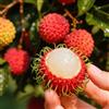 Generic albero di rambutan - rambutan per gli amanti del giardino arbusti a crescita Semi di da da giardino 6semi
