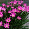 Generic zefiranthes resistenti in vaso zefiranti Coltivare giardino su un balcone in vaso sostenibili rari primaverili, lungo 9bulbi