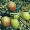 Generico Vivaio Garden Forest - Ulivo Nocellara del Belice - Pianta da Frutto H 170 cm in Vaso, Cultivar Siciliana per Olio e Tavola - Produzione Costante, Foglie Verdi Coriacee