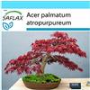 SAFLAX - Confezione regalo - Acero palmato rosso - 20 semi - Acer palmatum atropurpureum