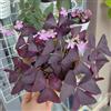 Generic semi di oxalis triangularis - aiuola rialzata, esterno balcone giardino perenni resistenti 300pcs