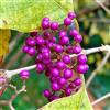 Generic Semi di cespuglio di perle d'amore, da balcone resistenti Callicarpa bodinieri, bellezza, semi di rare 10pcs