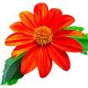 SemiSauvage 35 Semi di Girasole Messicano - SemiSelvaggio Permacultura