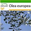SAFLAX - Olivo - 20 semi - Con substrato - Olea europea