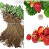 SAVINI VIVAI L'ARTE DI FARE NATURA SAVINI VIVAI Piante di Fragole Unifere Medio Precoci Asia a Radice Nuda Mazzi da 20 Frigoconservate
