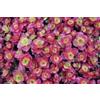 SVI Sedum spurium var.coccineum (100 semi) a due file Stonecrop, Splendens, Viola Carpet