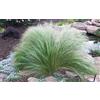 Generic 500 Körner Stipa tenuissima Körner - herbe Plume mexicaine, graminée Vivace