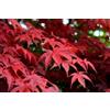 Vivaio di Castelletto Acero Rosso Giapponese Acero Palmatum Red Flash pianta in vaso ø18 cm Vivaio di Castelletto
