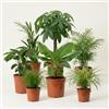 Blume Ideal Set di 7 piante Amico degli animali, +/- 30-60 cm, ø 12-15 cm vaso, palma di montagna, castano portafortuna, pianta di banana, marante, palma di frutta dorata, clorofito, erba di gatto, atossica e