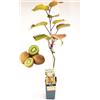 POWERS TO FLOWERS - KIWI HAYWARD, VARIETA' AUTOFERTILE, piante vere