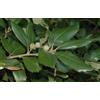 Generico Pianta di Quercia Ilex, Albero da Giardino con Micorrizazione, Foglie Sempreverdi