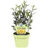 GASA PIANTA DI AGRUMI PONCIRUS TRIFOLIATA BIO SU VASO CM 12