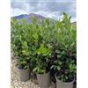 Vivaio di Castelletto Feijoa Acca sellowiana Guayabo del Brasile pianta in vaso ø18 cm h 50/60 cm Foto Reale Vivaio di Castelletto