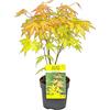 Bloomique - Acer Palmatum Orange Dream - Acero Giapponese - Foglie Arancioni - Pianta da Giardino - Resistente al Freddo - Alta 20-30 cm - Vaso da 10,5 cm