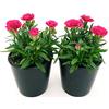 POWERS TO FLOWERS - GAROFANO VIOLA 2 PIANTE IN VASO 14cm, piante vere