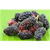 Vivaio di Castelletto Gelso Nero Morus Nigra pianta da frutta in vaso ø19 cm h. 150/200 cm - FOTO REALI Vivaio di Castelletto