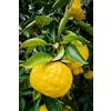 Vivaio di Castelletto Yuzu "citrus junos", Pianta in Vaso ø18 cm, Pianta di limone giapponese, Vivaio di Castelletto