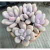 Generic 5 graines de Plante dragée (Pachyphytum Oviferum) Lune Toni Semi Semillas H431